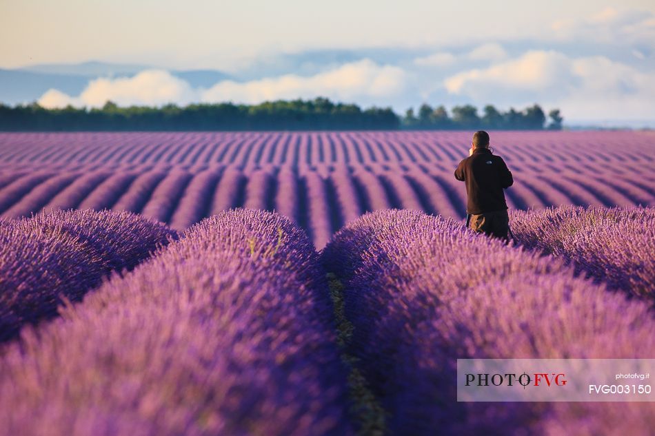 Plateau of Valensole, Photographer in lavender Field