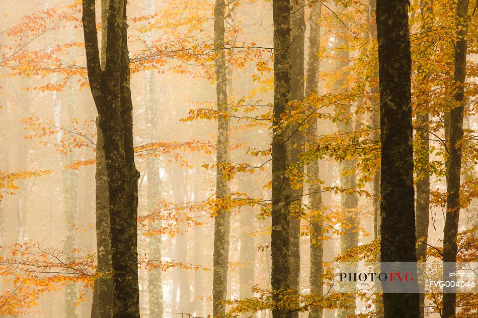 Fog between beech trees