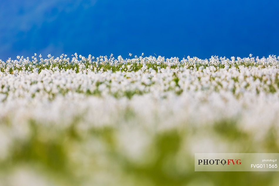 Fields of daffodils Pian di Coltura, Italy