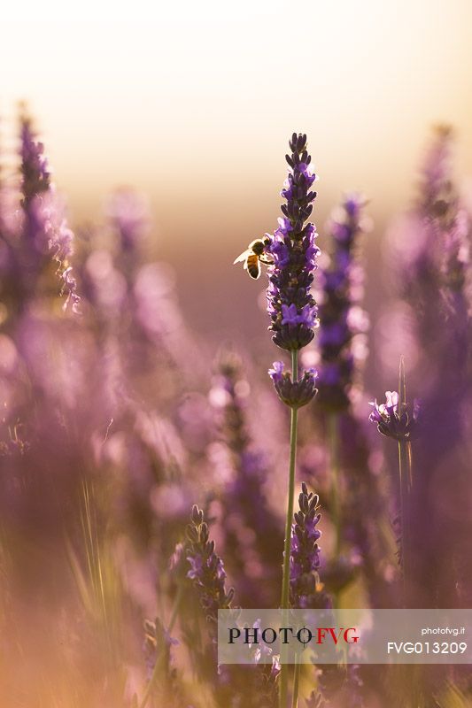 Bee on lavender flower in the Plateau of Valensole