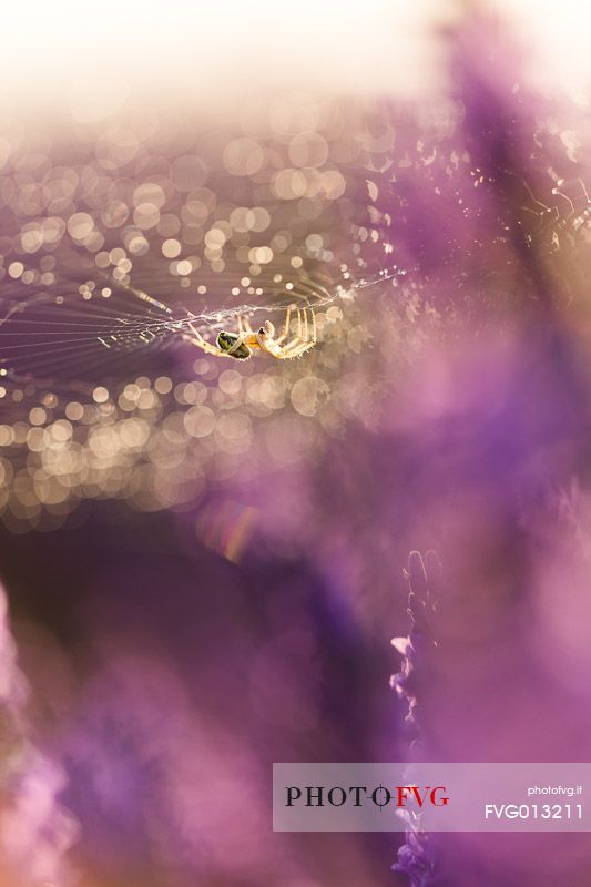 Bee on lavender flower in the Plateau of Valensole