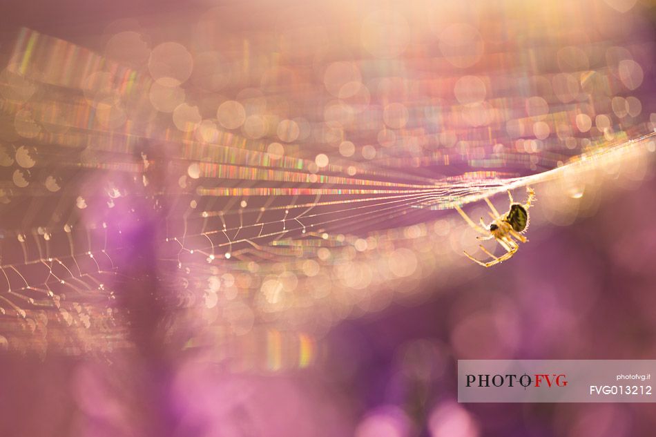 Bee on lavender flower in the Plateau of Valensole