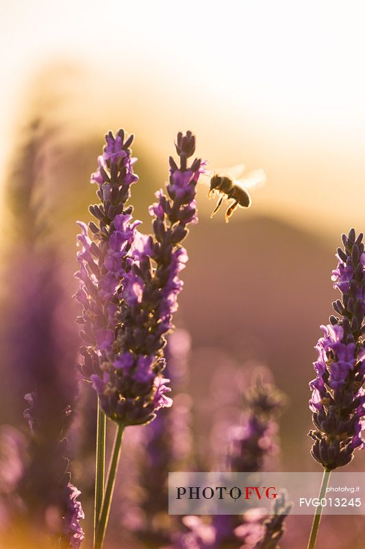 Bee on lavender flower in the Plateau of Valensole