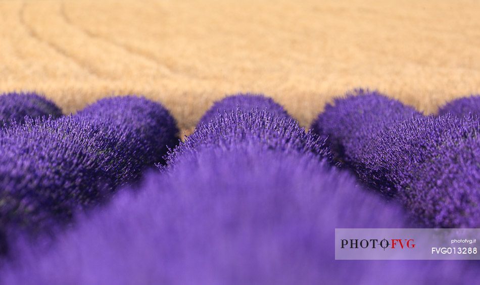 Lavender fields on the plateau of Valensole