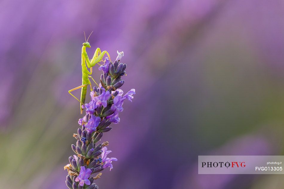 Praying Mantis on lavender flowers