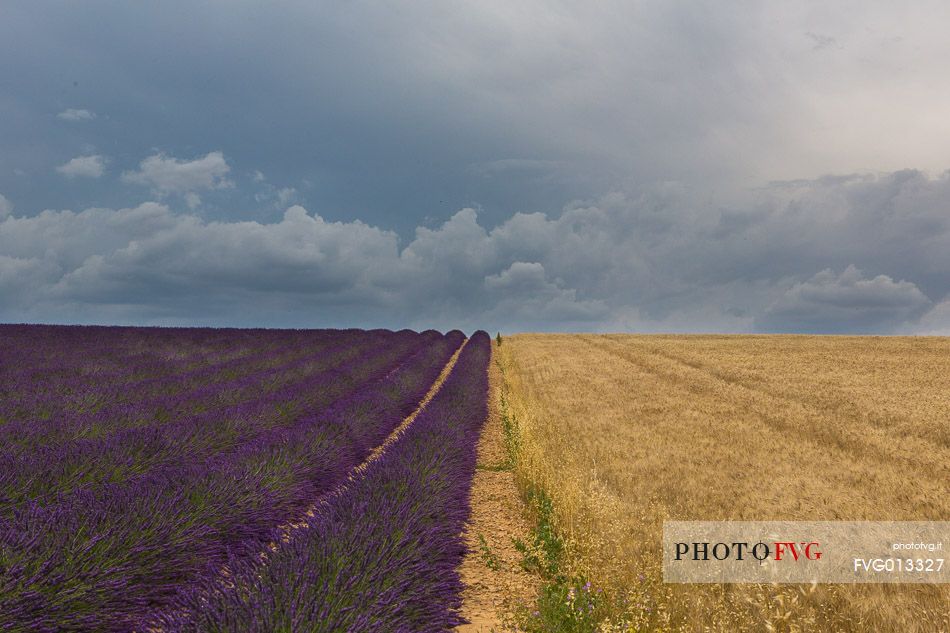 Lavender and sunflower fields on the plateau of Valensole before a thunderstorm