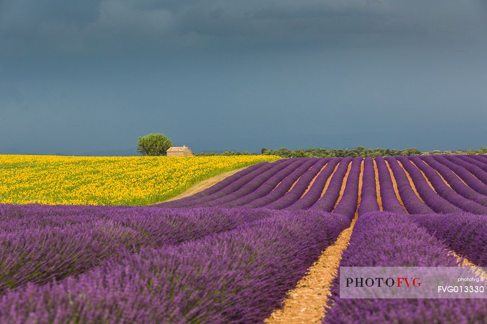 Lavender and sunflower fields on the plateau of Valensole before a thunderstorm