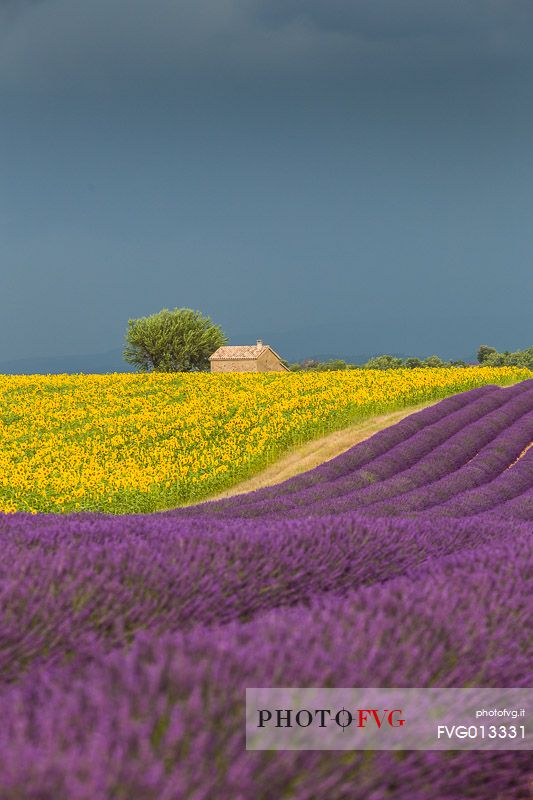 Lavender and sunflower fields on the plateau of Valensole before a thunderstorm