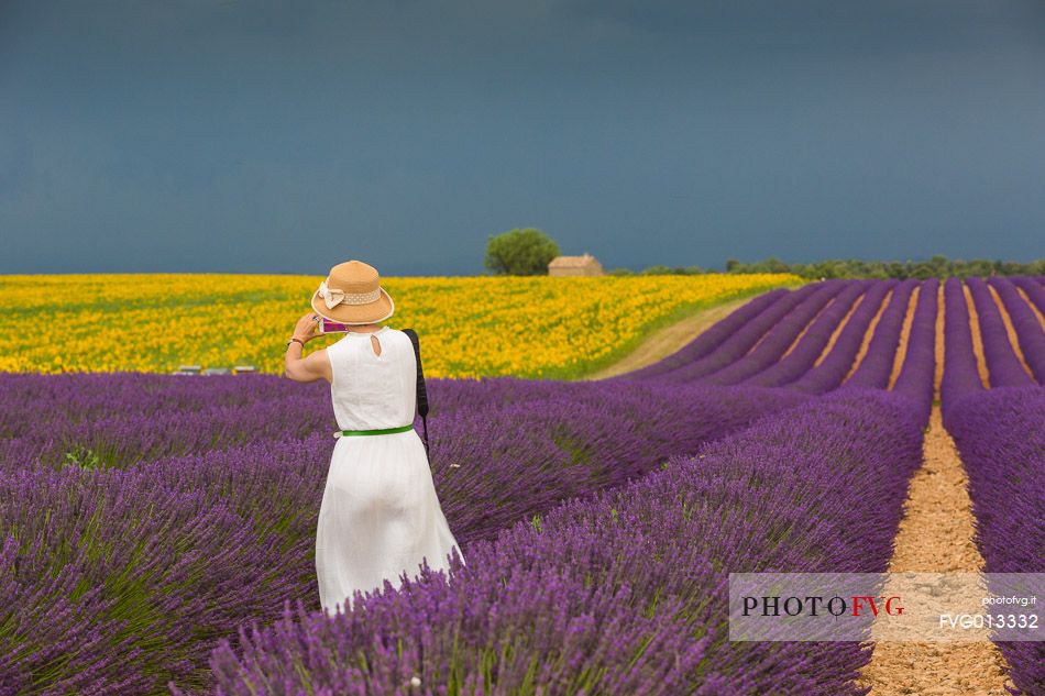 Lavender and sunflower fields on the plateau of Valensole before a thunderstorm