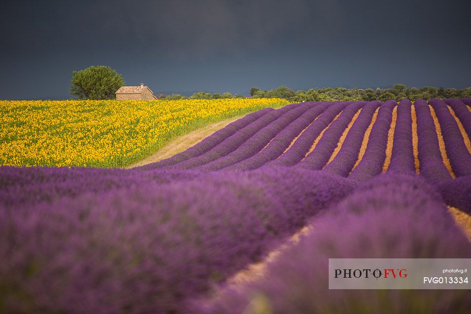 Lavender and sunflower fields on the plateau of Valensole before a thunderstorm