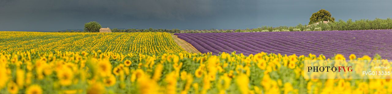 Lavender and sunflower fields on the plateau of Valensole before a thunderstorm