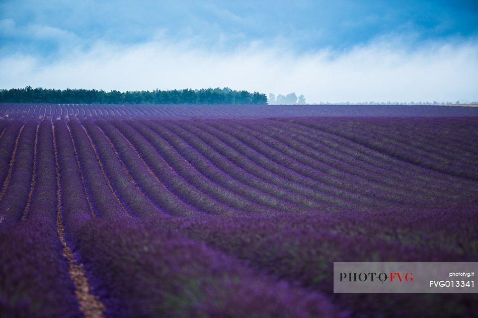 Lavender and sunflower fields on the plateau of Valensole before a thunderstorm