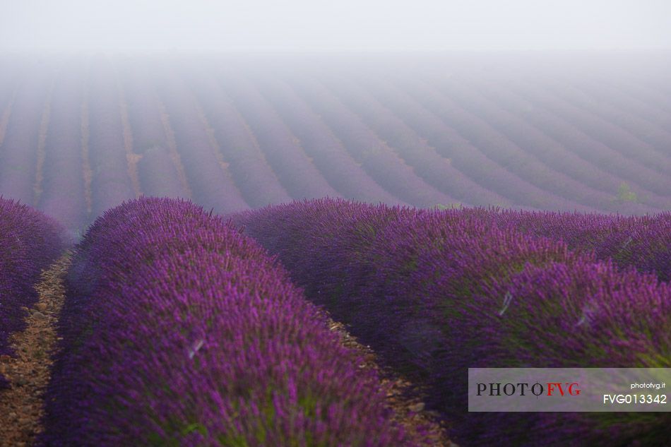 Lavender fields with fog on the plateau of Valensole