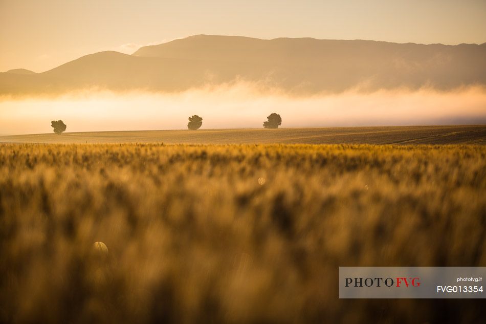 Wheat fields with fog on the plateau of Valensole