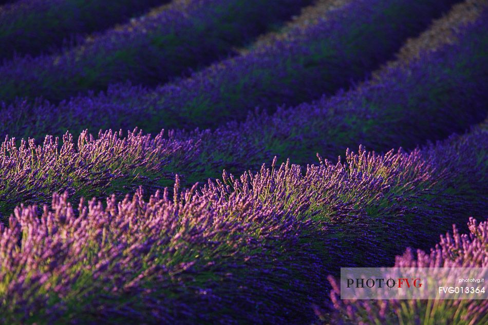 Lavender fields on the plateau of Valensole