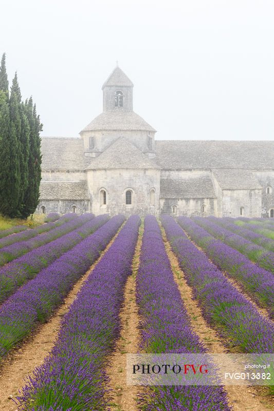 The ancient abbey of Snanque, located a few kilometers from the picturesque village of Gordes, surrounded by the morning mist
