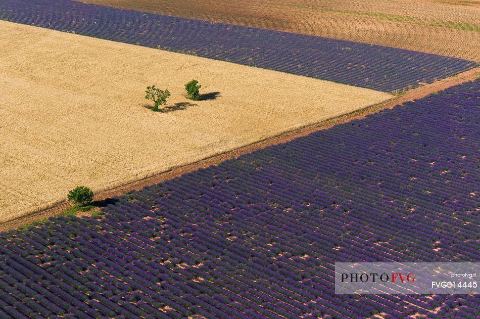 Lavender fields of Provence seen from above