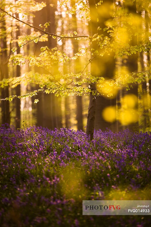 The Blue Forest of Belgium. Hallerbos or Halle Forest is known for its bluebell carpet which covers the forest floor for a few weeks each spring.
