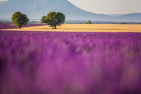 Plateau of Valensole, Lavender Field and fog before sunrise