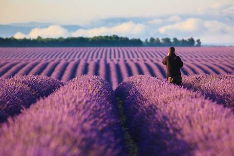Plateau of Valensole, Photographer in lavender Field