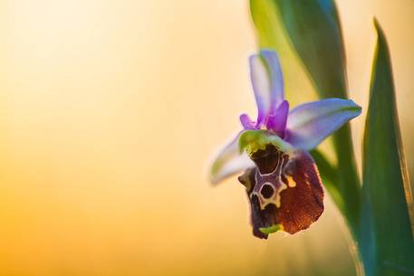 Ophrys Holoserica