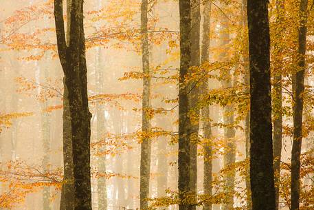 Fog between beech trees