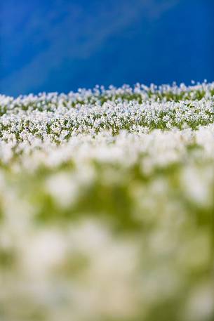 Fields of daffodils Pian di Coltura