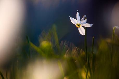 Narcissus at dawn, Italy