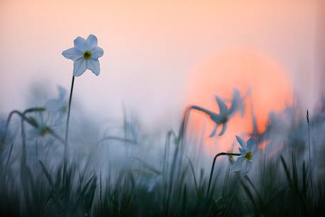 Narcissus at dawn, Italy
