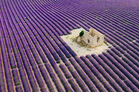 A ruin in the lavender fields in Plateau de Valensole photographed with a drone