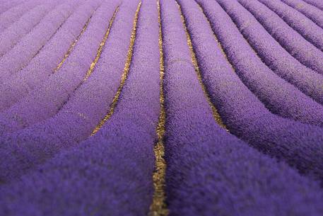 Lavender fields on the Plateau of Valensole