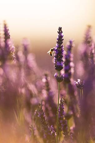 Bee on lavender flower in the Plateau of Valensole