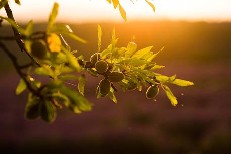 Typical almond tree on the Plateau of Valensole