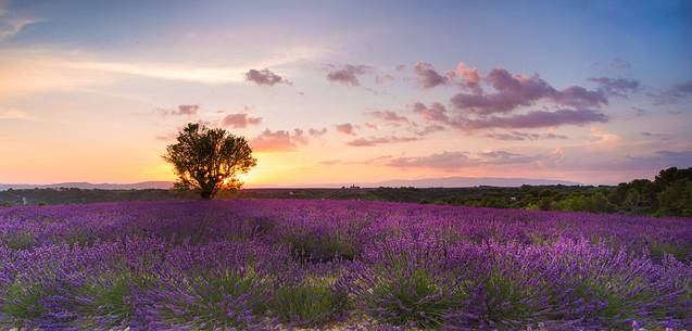 Sunset on the Plateau of Valensole