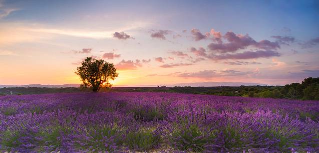 Sunset on the Plateau of Valensole