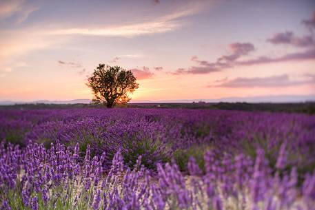 Sunset on the Plateau of Valensole