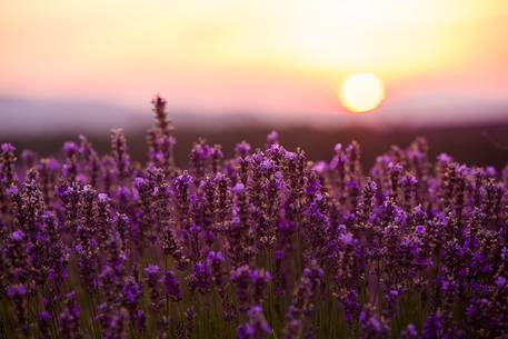 Sunset on the Plateau of Valensole