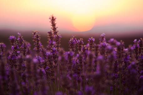 Sunset on the Plateau of Valensole