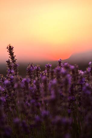 Sunset on the Plateau of Valensole