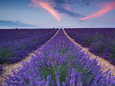 Sunset on the Plateau of Valensole