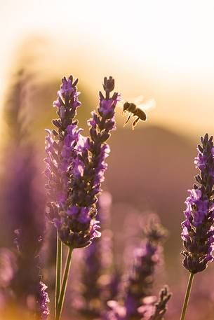 Bee on lavender flower in the Plateau of Valensole