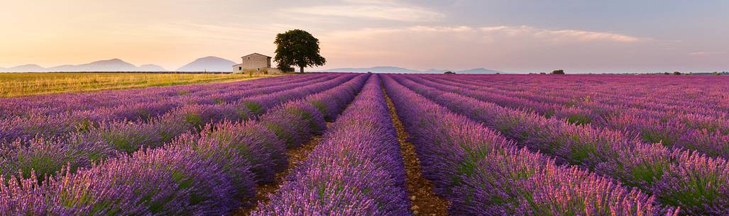 Sunrise on the Plateau of Valensole