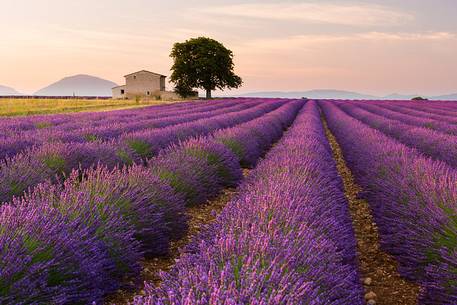 Sunrise on the Plateau of Valensole