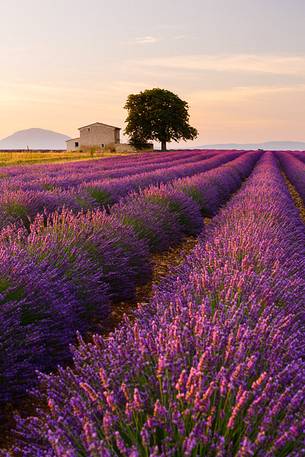 Sunrise on the Plateau of Valensole