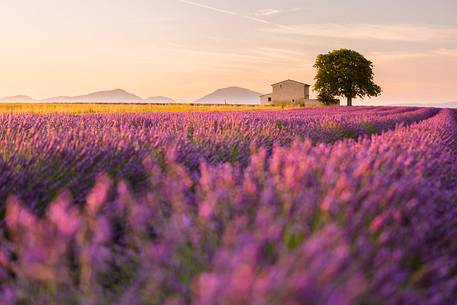 Sunrise on the Plateau of Valensole