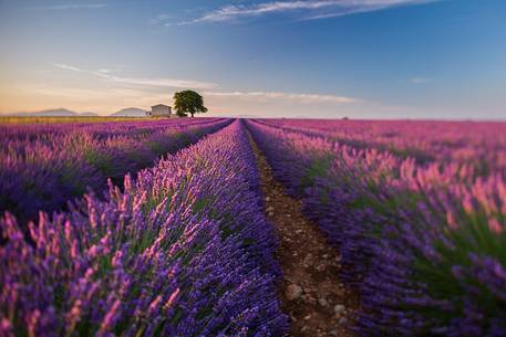 Sunrise on the Plateau of Valensole