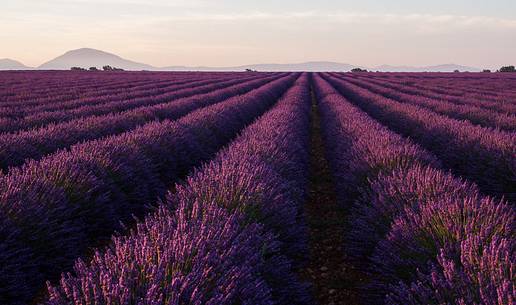 Sunrise on the Plateau of Valensole