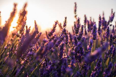 Sunrise on the Plateau of Valensole