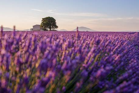 Sunrise on the Plateau of Valensole