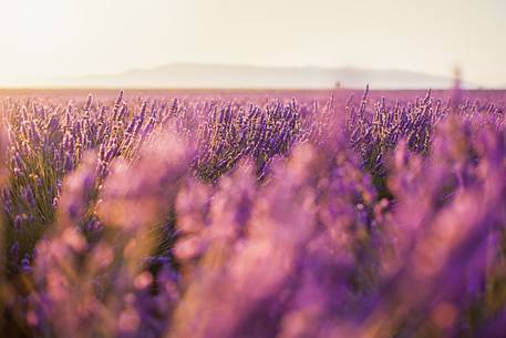 Sunrise on the Plateau of Valensole